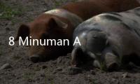 8 Minuman Alami Pembersih Ginjal Selain Air Putih